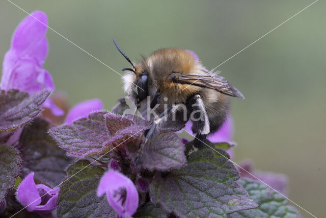 Gewone sachembij (Anthophora plumipes)