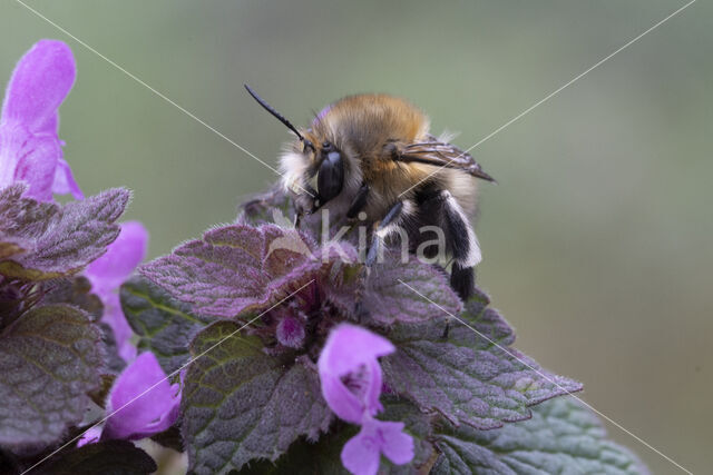 Gewone sachembij (Anthophora plumipes)