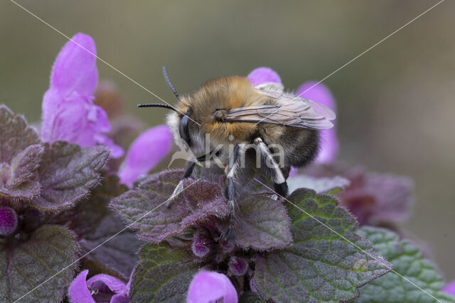 Gewone sachembij (Anthophora plumipes)