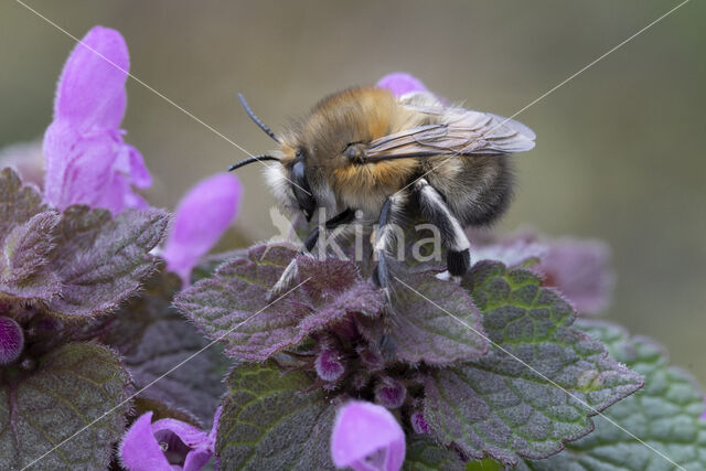 Gewone sachembij (Anthophora plumipes)