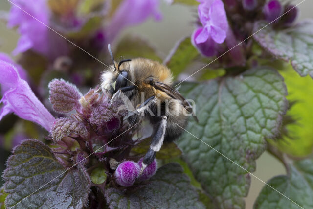 Gewone sachembij (Anthophora plumipes)