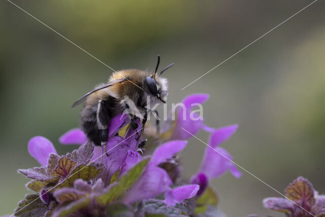 Gewone sachembij (Anthophora plumipes)