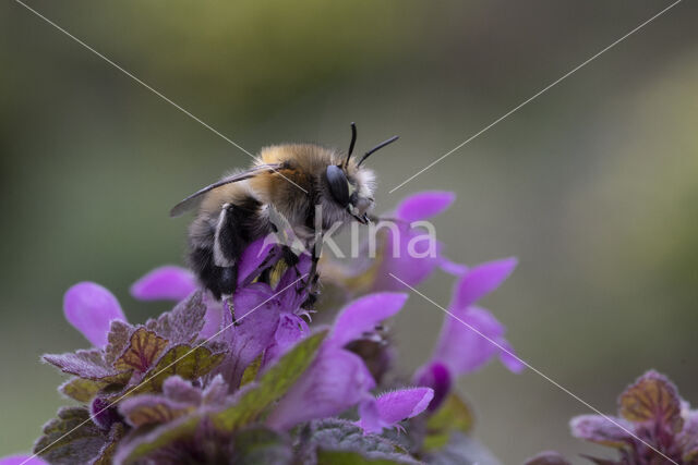 Gewone sachembij (Anthophora plumipes)