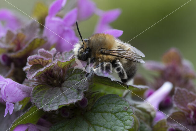 Hairy Footed Flower Bee (Anthophora plumipes)