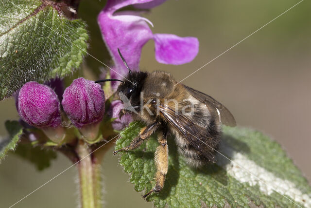 Gewone sachembij (Anthophora plumipes)