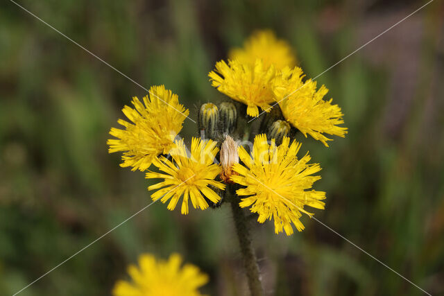 Weidehavikskruid (Hieracium caespitosum)