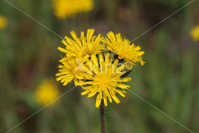 Weidehavikskruid (Hieracium caespitosum)