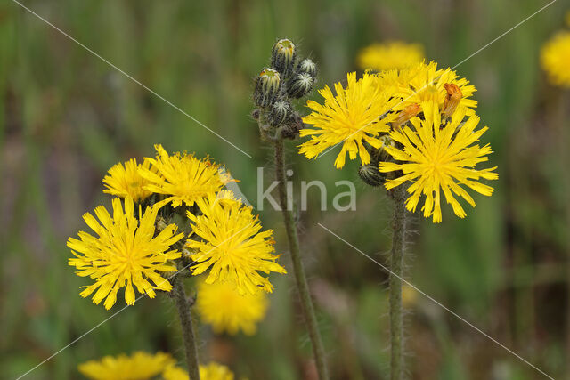 Weidehavikskruid (Hieracium caespitosum)