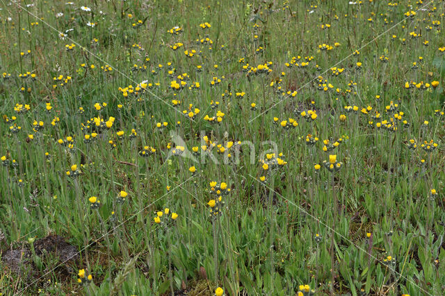 Weidehavikskruid (Hieracium caespitosum)