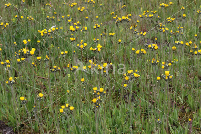 Weidehavikskruid (Hieracium caespitosum)