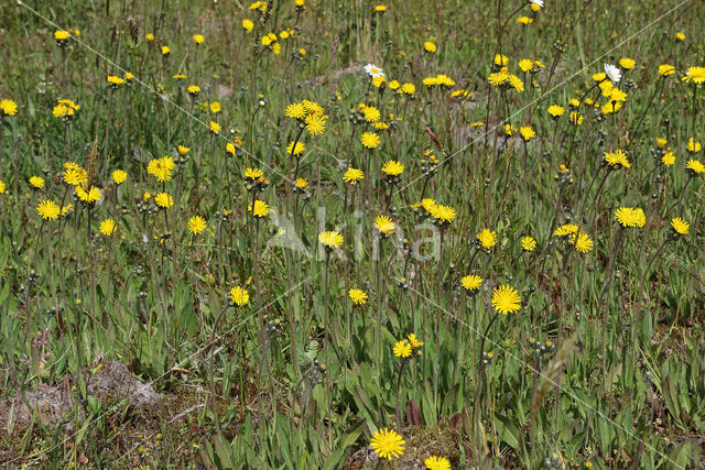 Weidehavikskruid (Hieracium caespitosum)