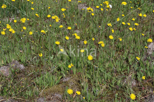 Weidehavikskruid (Hieracium caespitosum)