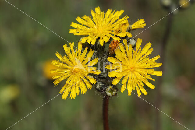 Weidehavikskruid (Hieracium caespitosum)