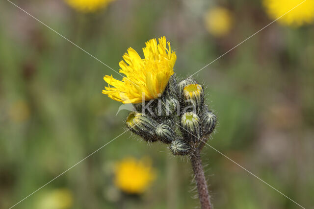 Weidehavikskruid (Hieracium caespitosum)