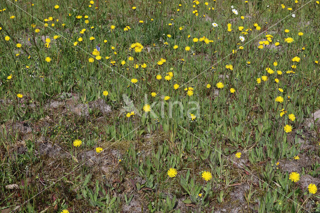 Weidehavikskruid (Hieracium caespitosum)