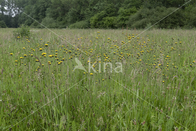 Weidehavikskruid (Hieracium caespitosum)