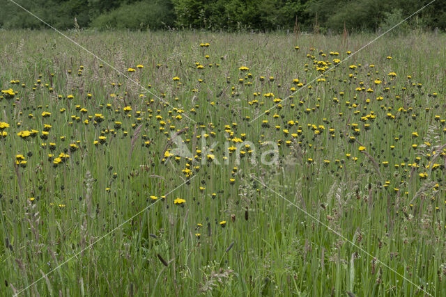 Weidehavikskruid (Hieracium caespitosum)