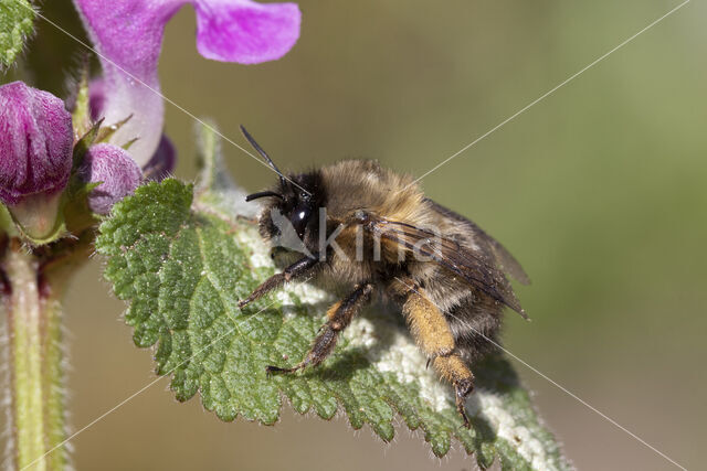 Gewone sachembij (Anthophora plumipes)