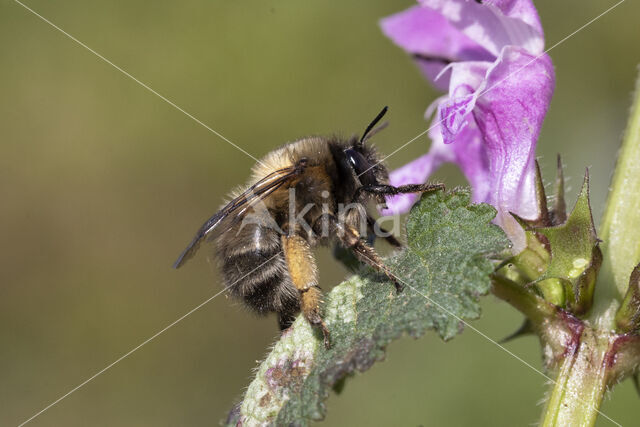 Gewone sachembij (Anthophora plumipes)