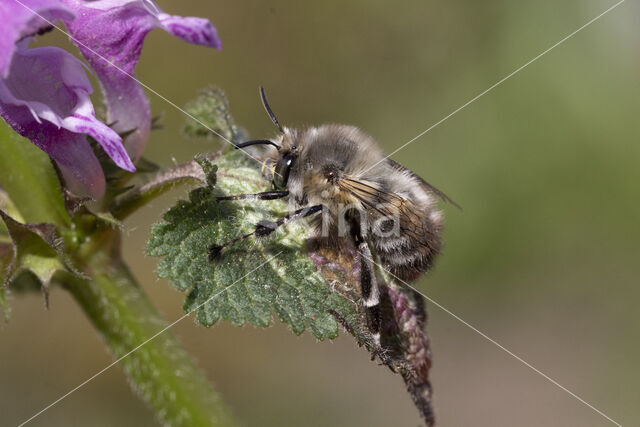 Gewone sachembij (Anthophora plumipes)