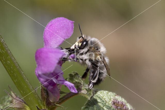 Gewone sachembij (Anthophora plumipes)