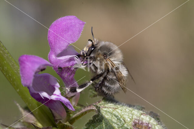 Gewone sachembij (Anthophora plumipes)