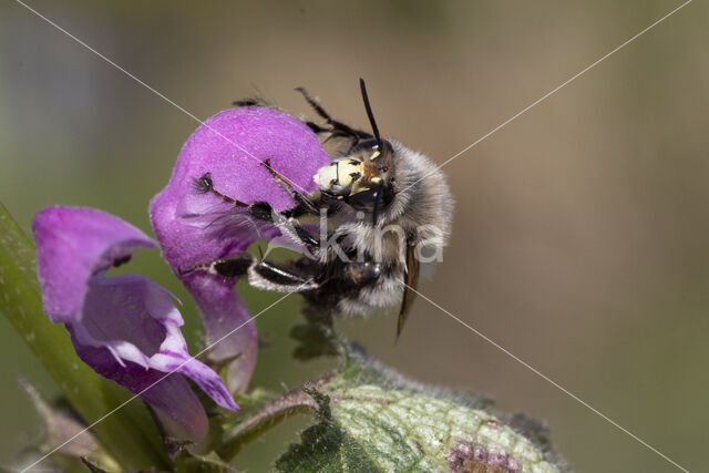 Gewone sachembij (Anthophora plumipes)