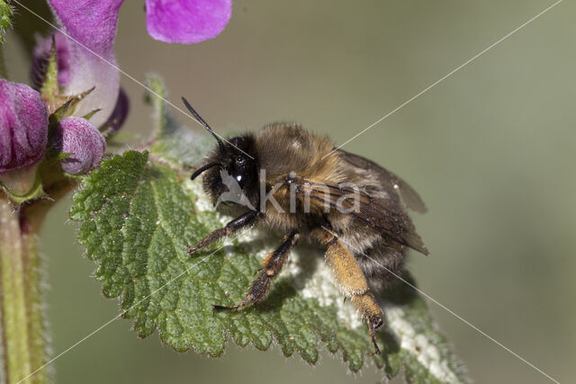 Gewone sachembij (Anthophora plumipes)