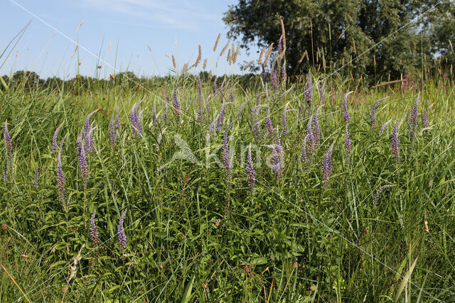 Lange ereprijs (Veronica longifolia)