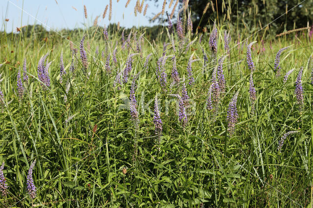 Long-leaved Speedwell (Veronica longifolia)