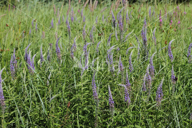 Lange ereprijs (Veronica longifolia)