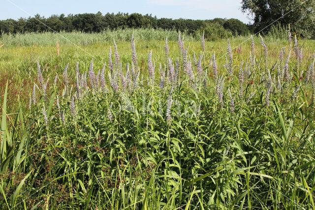 Long-leaved Speedwell (Veronica longifolia)