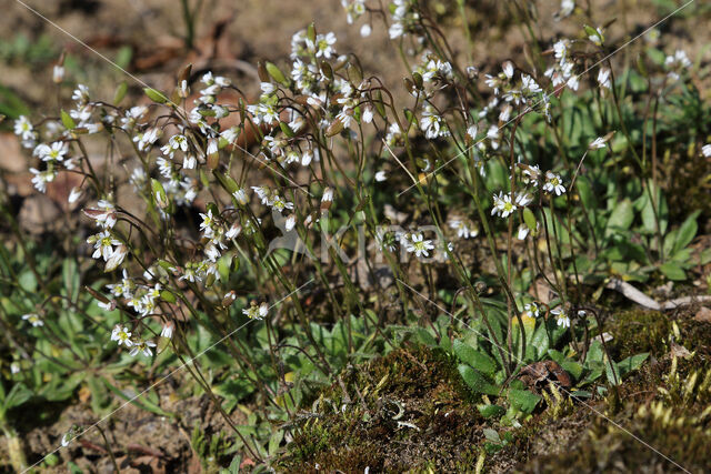 Common Whitlowgrass (Erophila verna)