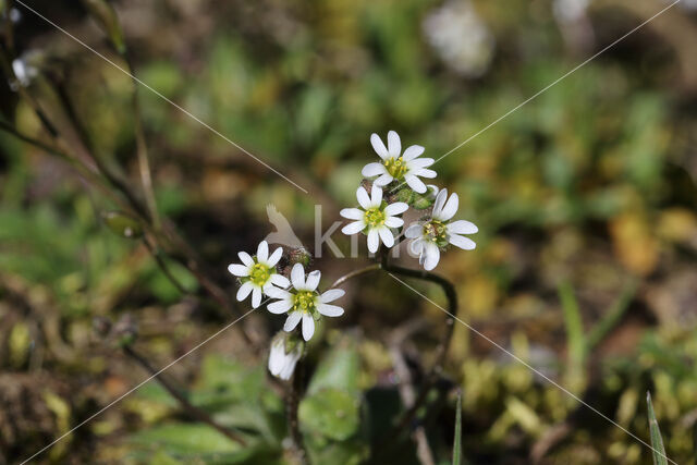 Vroegeling (Erophila verna)