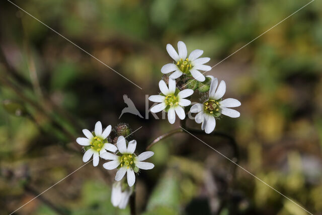 Common Whitlowgrass (Erophila verna)