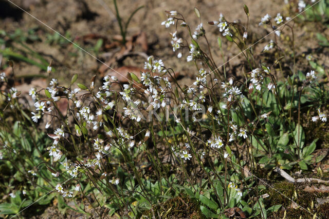 Common Whitlowgrass (Erophila verna)