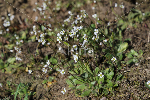Common Whitlowgrass (Erophila verna)