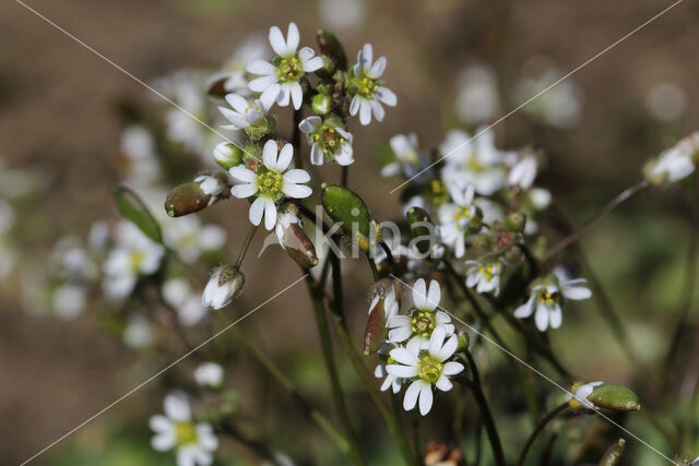 Common Whitlowgrass (Erophila verna)