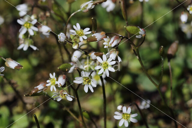 Common Whitlowgrass (Erophila verna)