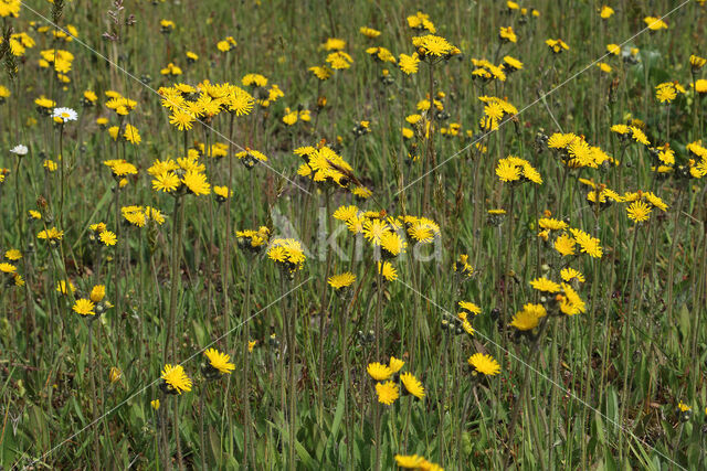 Turfy Hawkweed (Hieracium caespitosum)