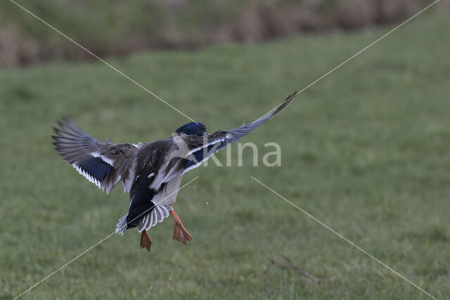 Wilde Eend (Anas platyrhynchos)