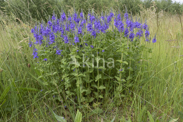 Brede ereprijs (Veronica austriaca)