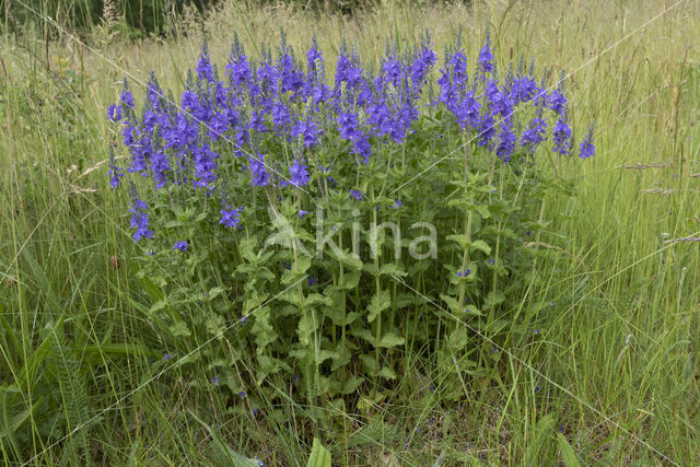 Large Speedwell