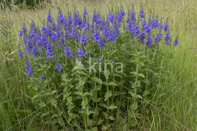 Large Speedwell