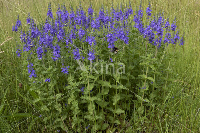 Brede ereprijs (Veronica austriaca)