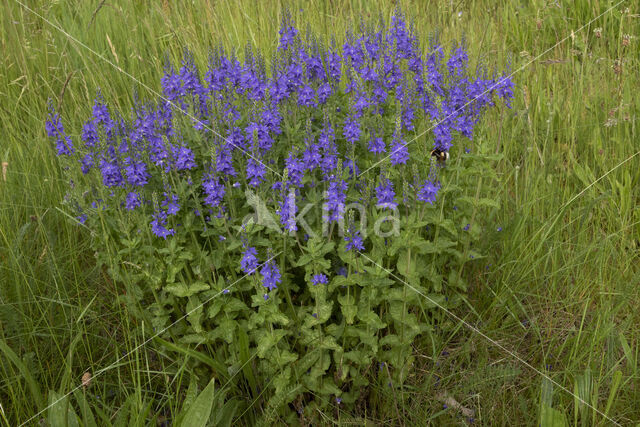 Brede ereprijs (Veronica austriaca)