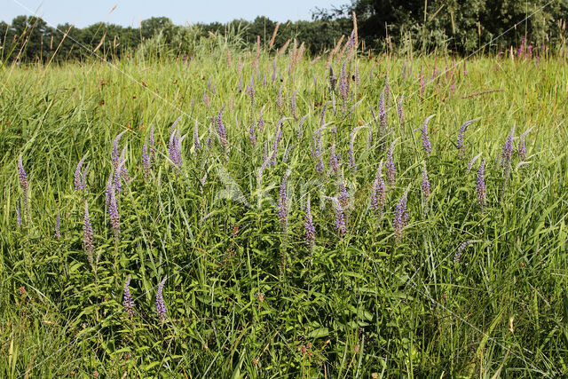 Long-leaved Speedwell (Veronica longifolia)