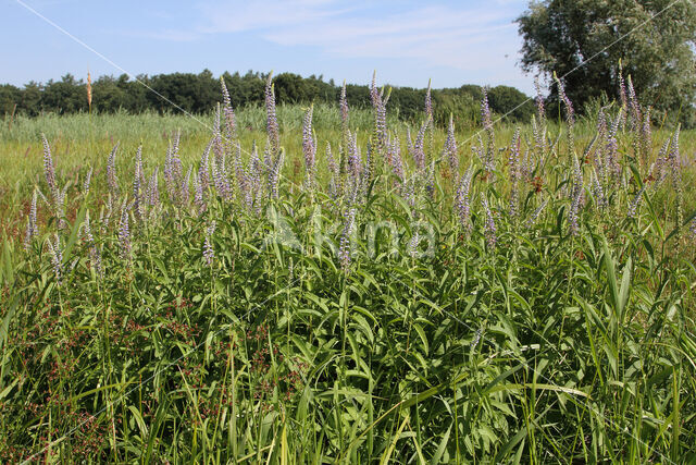 Long-leaved Speedwell (Veronica longifolia)