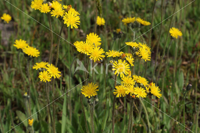 Weidehavikskruid (Hieracium caespitosum)