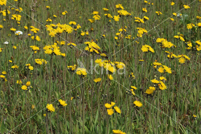 Weidehavikskruid (Hieracium caespitosum)